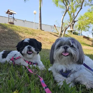 Chica e Lola, as duas cadelas da tutora, lado a lado